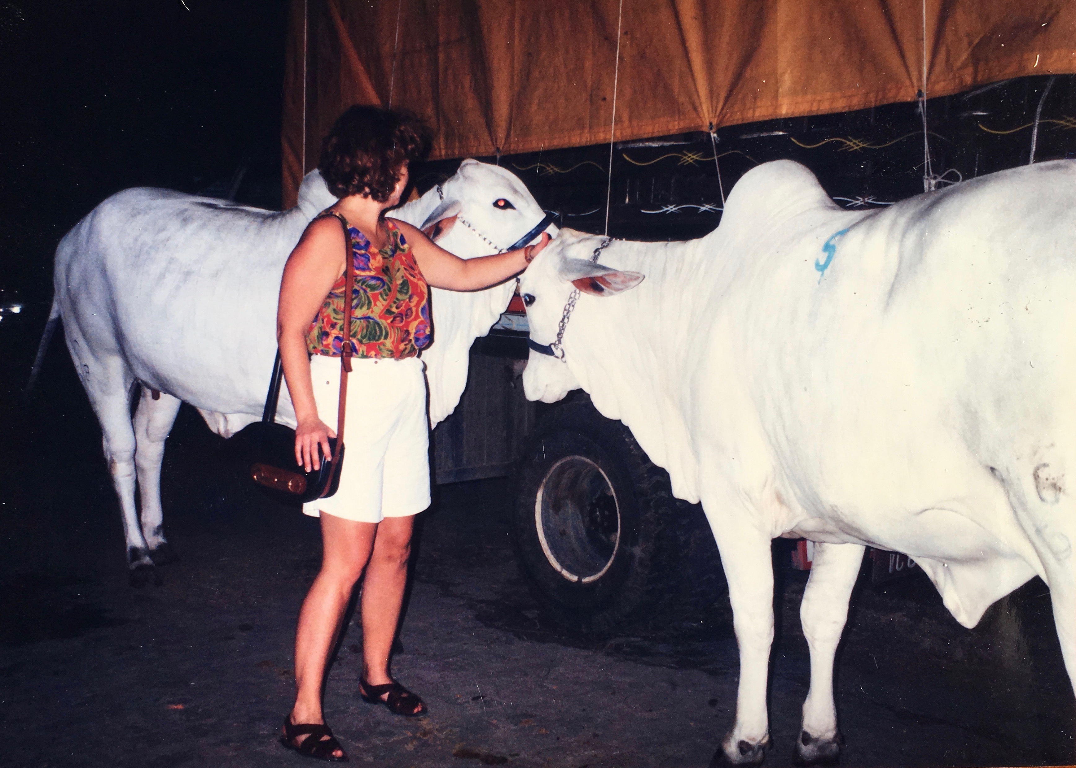 Checking out a Nelore Bull in Brazil 1997